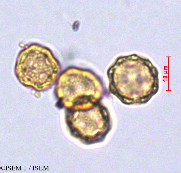 ISEM 1/Iresine_difusa_29042/Iresine_difusa_29042_0001(copy).jpg
